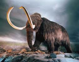 woolly mammoth